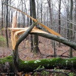 Hurricane Sandy broken tree trunk