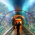 shark tunnel mandalay bay shark reef